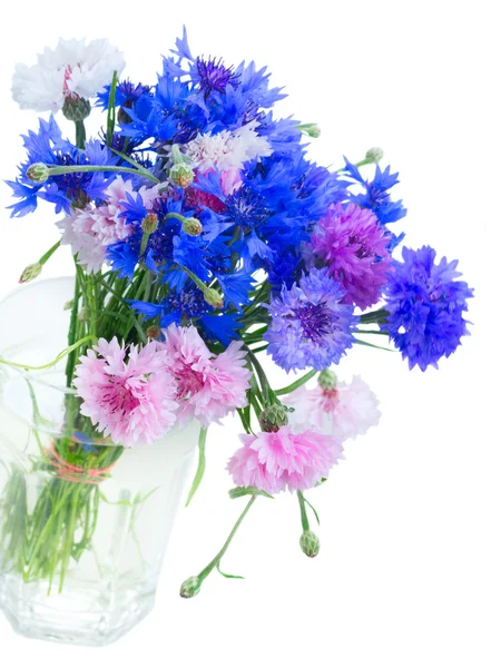 Cornflowers on white — Stock Photo, Image