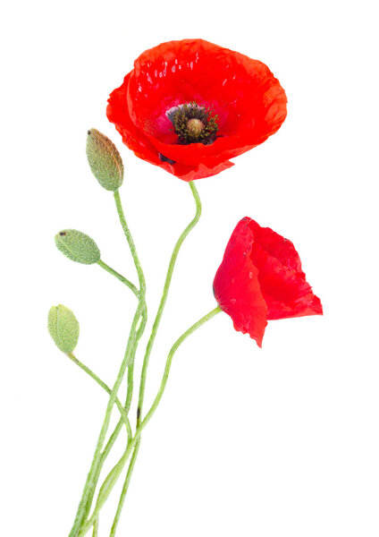 Свежие цветы
