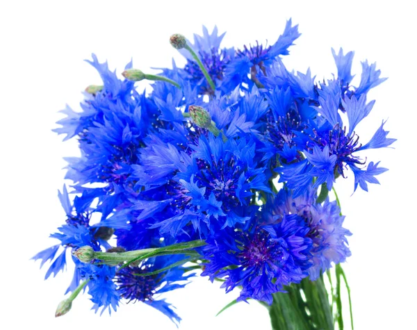 Blaue Kornblumen auf weißem Grund — Stockfoto