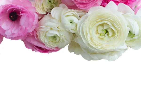 ピンクと白のランクラスの花 — ストック写真