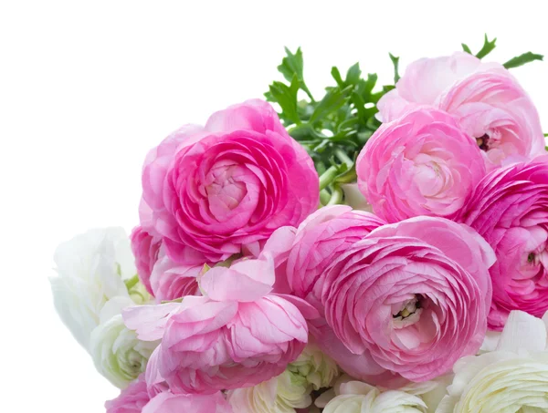 Fiori di ranuncolo rosa e bianchi — Foto Stock