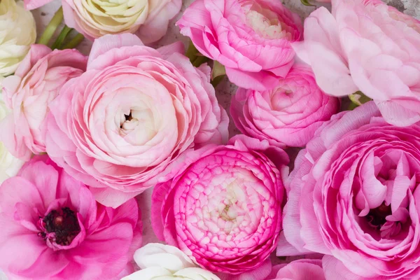 Рожеві та білі квіти ранункулюса — стокове фото