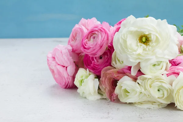 Рожеві та білі квіти ранункулюса — стокове фото