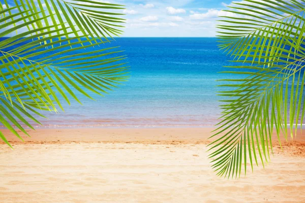 Praia de verão com palmeiras — Fotografia de Stock
