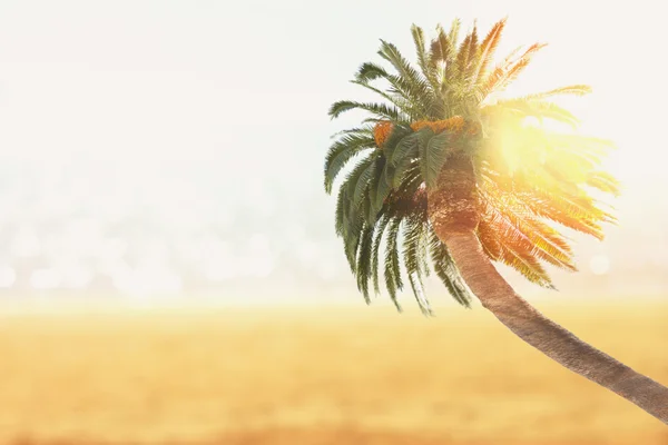 Sommar strand med palmer — Stockfoto