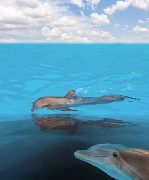 Schwimmen in Meerdelphinen — Stockfoto