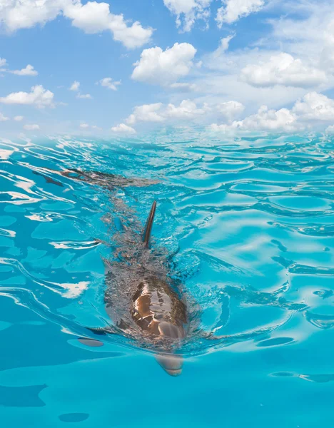 Simning i havet dolphin — Stockfoto