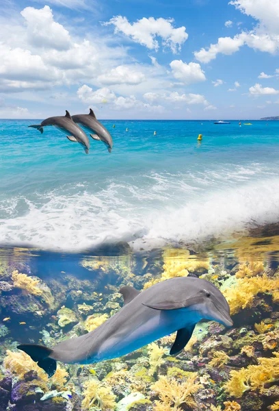 Seascape med delfiner — Stockfoto