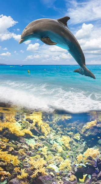 Seascape med Dolphin — Stockfoto