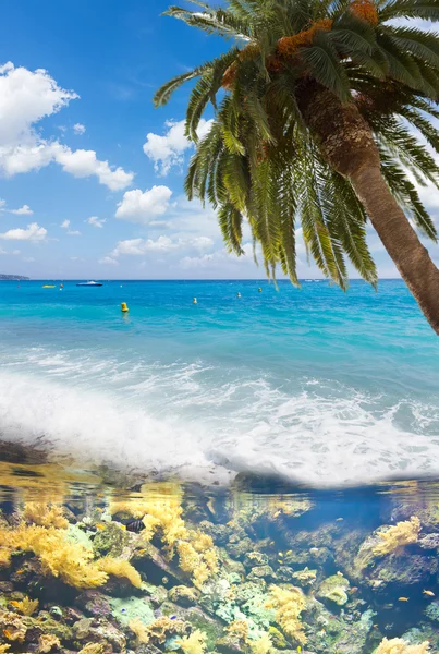 Plage d'été avec palmiers — Photo