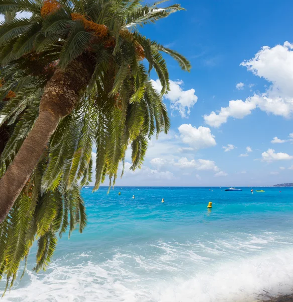 Zomer strand met palmen — Stockfoto