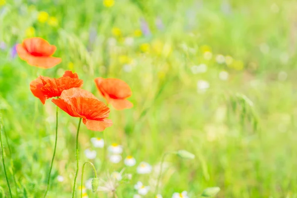 Amapola de verano presentada — Foto de Stock