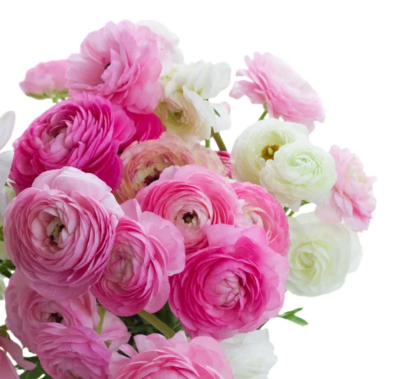 Fleurs de ranunculus roses et blanches — Photo