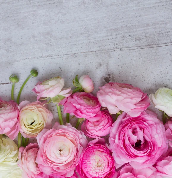 Ροζ και λευκά άνθη ranunculus — Φωτογραφία Αρχείου