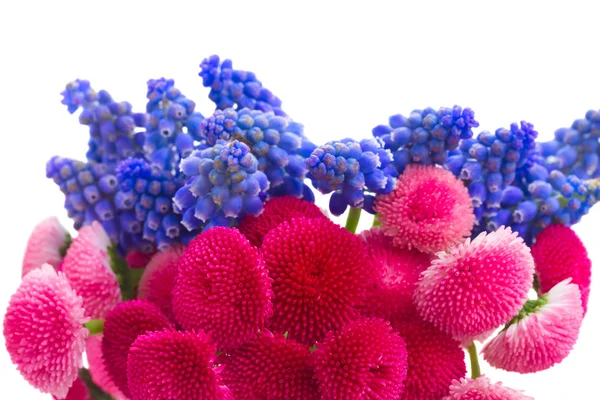 Muscari en Daisy bloemen — Stockfoto