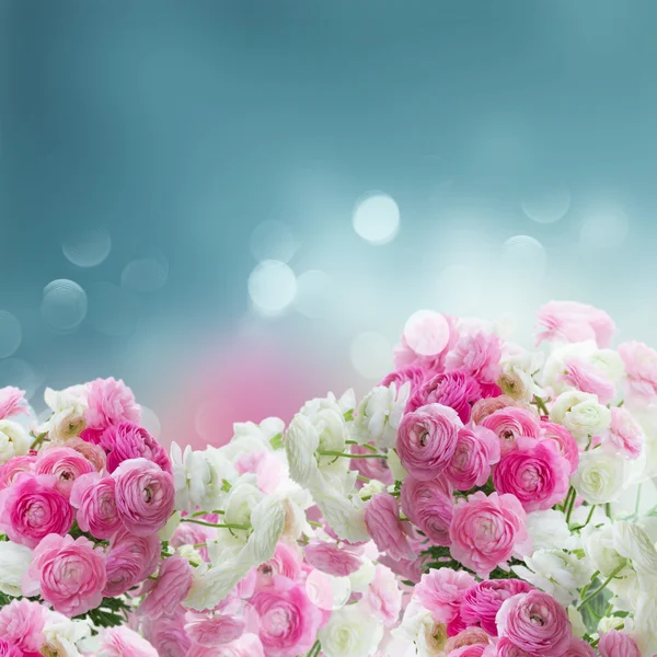 Flores de ranúnculo rosado y blanco — Foto de Stock