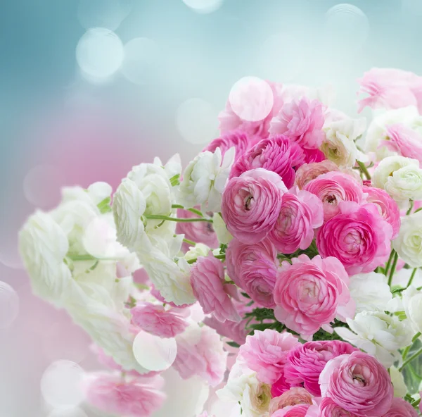 Pink and white ranunculus flowers — Stock Photo, Image