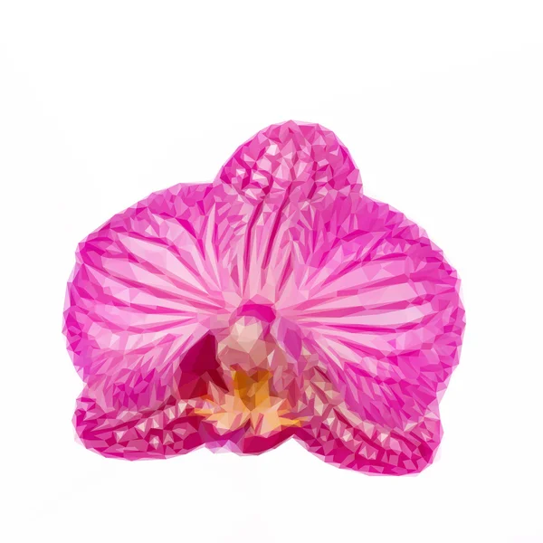 Sur fleur d'orchidée — Image vectorielle