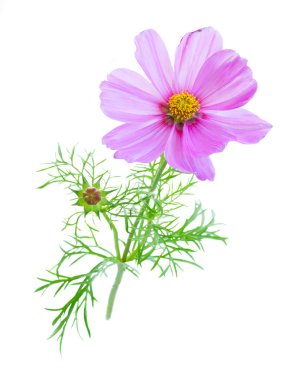 Kozmos pembe çiçekleri