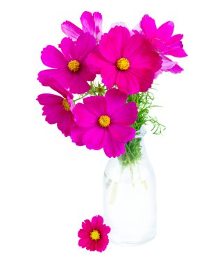 Kozmos pembe çiçekleri