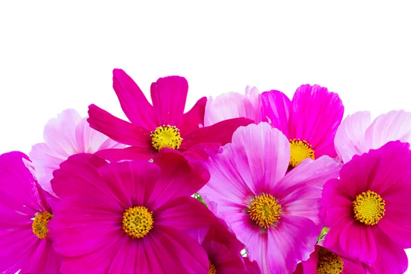 Cosmos roze bloemen — Stockfoto