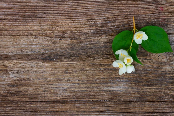 Flores de jasmim na mesa de madeira — Fotografia de Stock