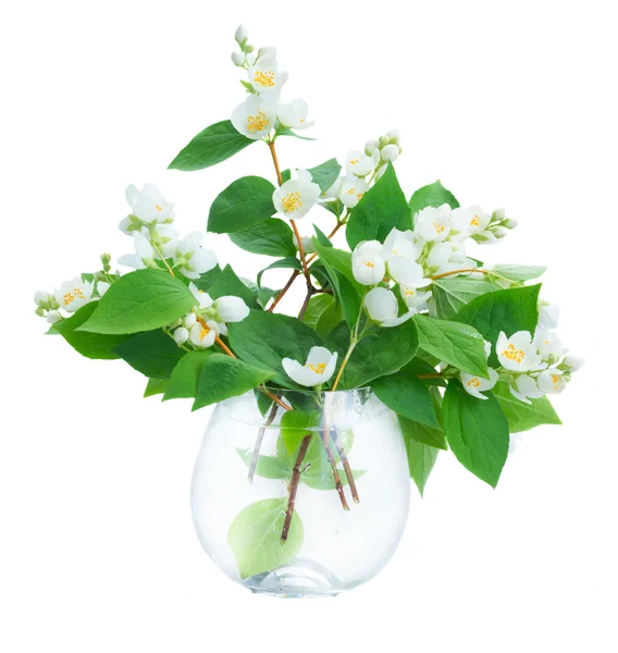 Jasmine flowers and leaves — Stock Photo, Image