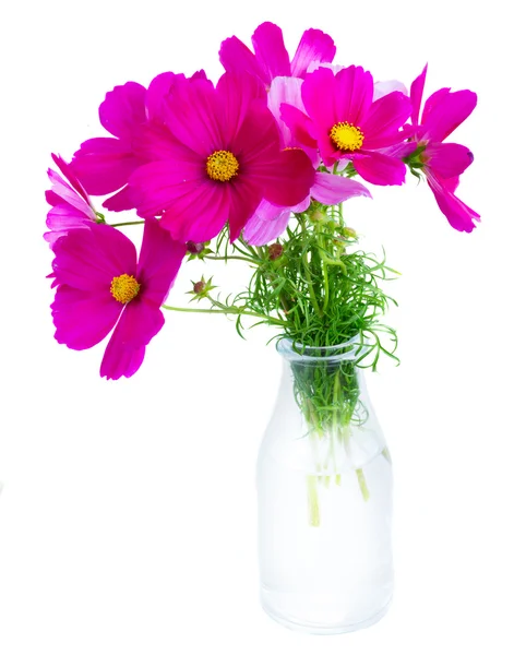 Cosmos flores rosadas — Foto de Stock