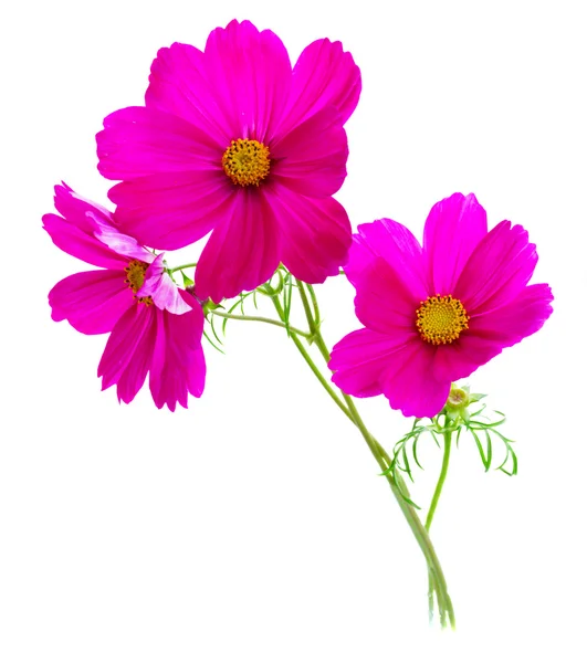 Cosmos flores rosa — Fotografia de Stock