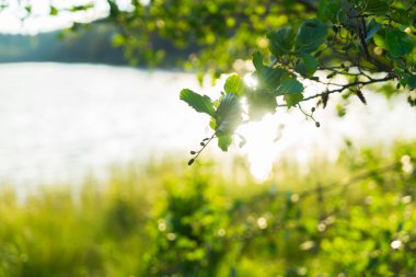 Güneş ışığı, yaz yatay