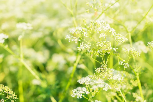 Τομέα της yarrow λουλούδια — Φωτογραφία Αρχείου