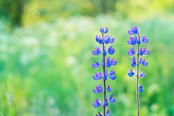 Фіолетовий малювати Lupine квіти — стокове фото