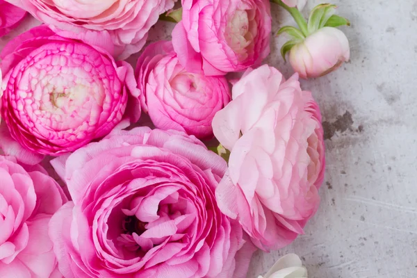 Flores de ranúnculo rosa e branco — Fotografia de Stock