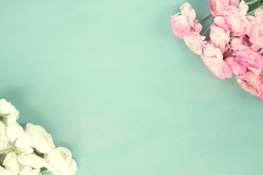 Pembe ve beyaz ranunculus çiçekleri