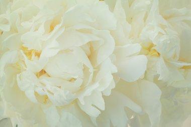 Beyaz şakayık çiçekleri