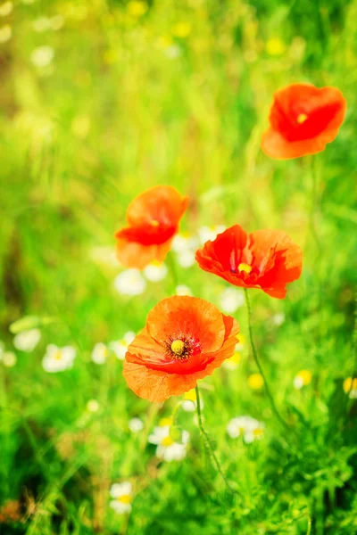 Zomer poppy geplaatst — Stockfoto