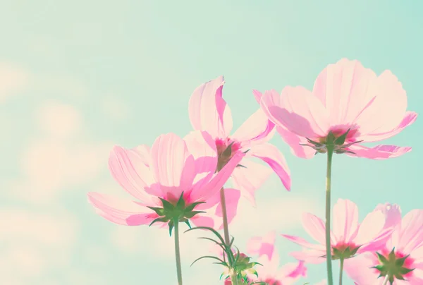 Cosmos fiori rosa — Foto Stock