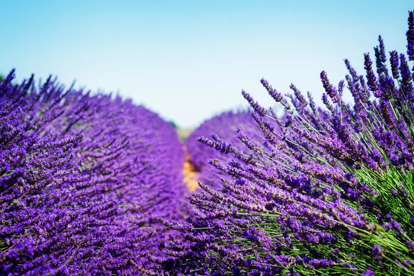 Campo de lavanda no verão — Fotografia de Stock