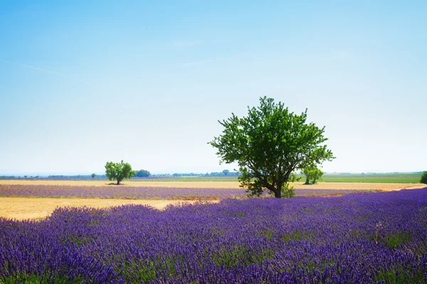 Lavendel fält och träd — Stockfoto