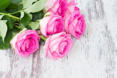 Pink fresh roses