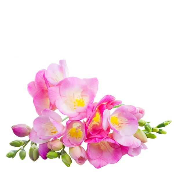 Verse freesia bloemen — Stockfoto