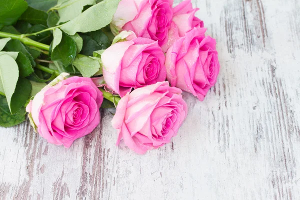 Pink fresh roses — Stockfoto