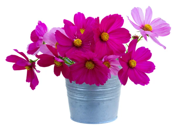 Kozmos pembe çiçekleri — Stok fotoğraf