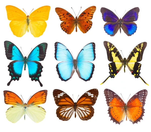 Morfo adonis mariposa azul —  Fotos de Stock