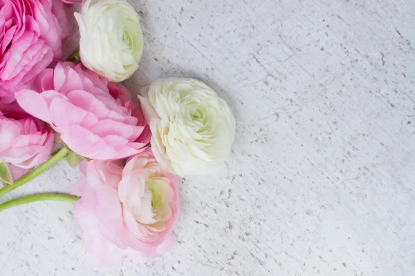 Pembe ve beyaz ranunculus çiçekleri — Stok fotoğraf