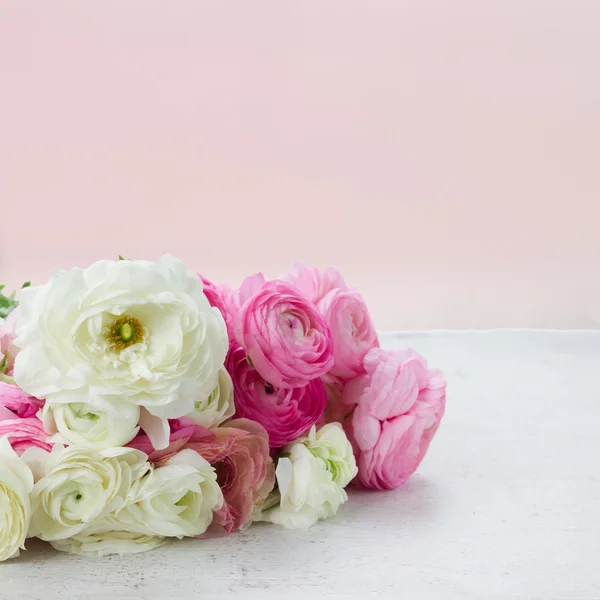 Fleurs de ranunculus roses et blanches — Photo