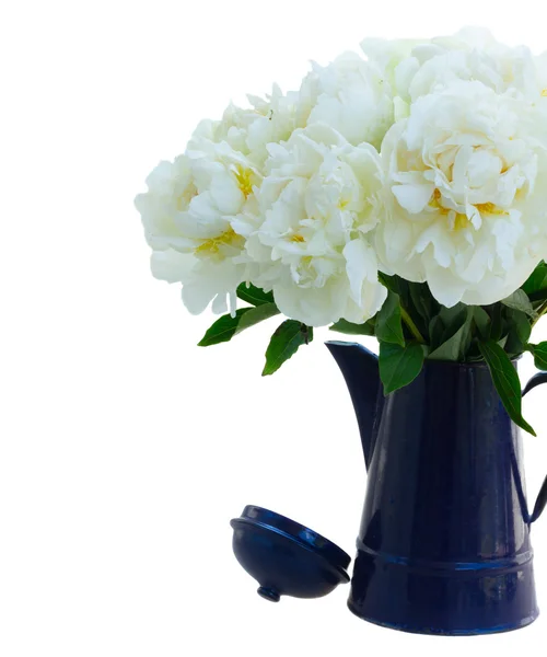 Witte pioenroos bloemen — Stockfoto