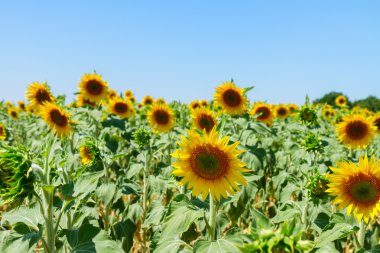 Ayçiçeği tarlası