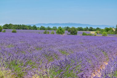 Lavanta yaz tarlası