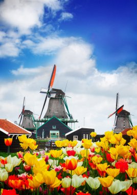 Hollanda yel değirmeni lale tarlasının üzerinde